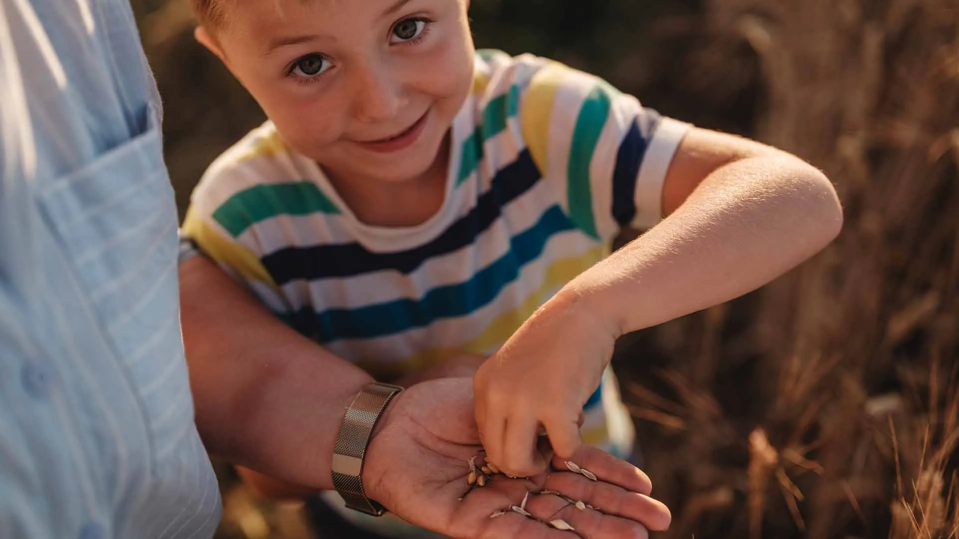 Kind hält Getreidekörner in der Hand eines Erwachsenen auf einem Feld