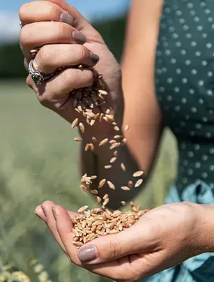 Hand lässt Dinkelkörner in die andere Hand rieseln, im Hintergrund ein Feld