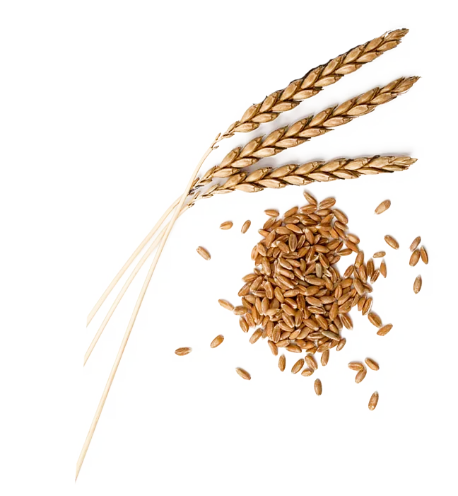 Dinkelähren und lose Dinkelkörner