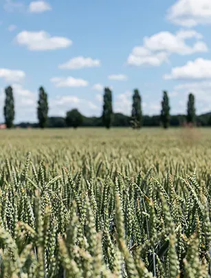 Dinkelfeld mit einer Reihe Pappeln und Wolken am Himmel
