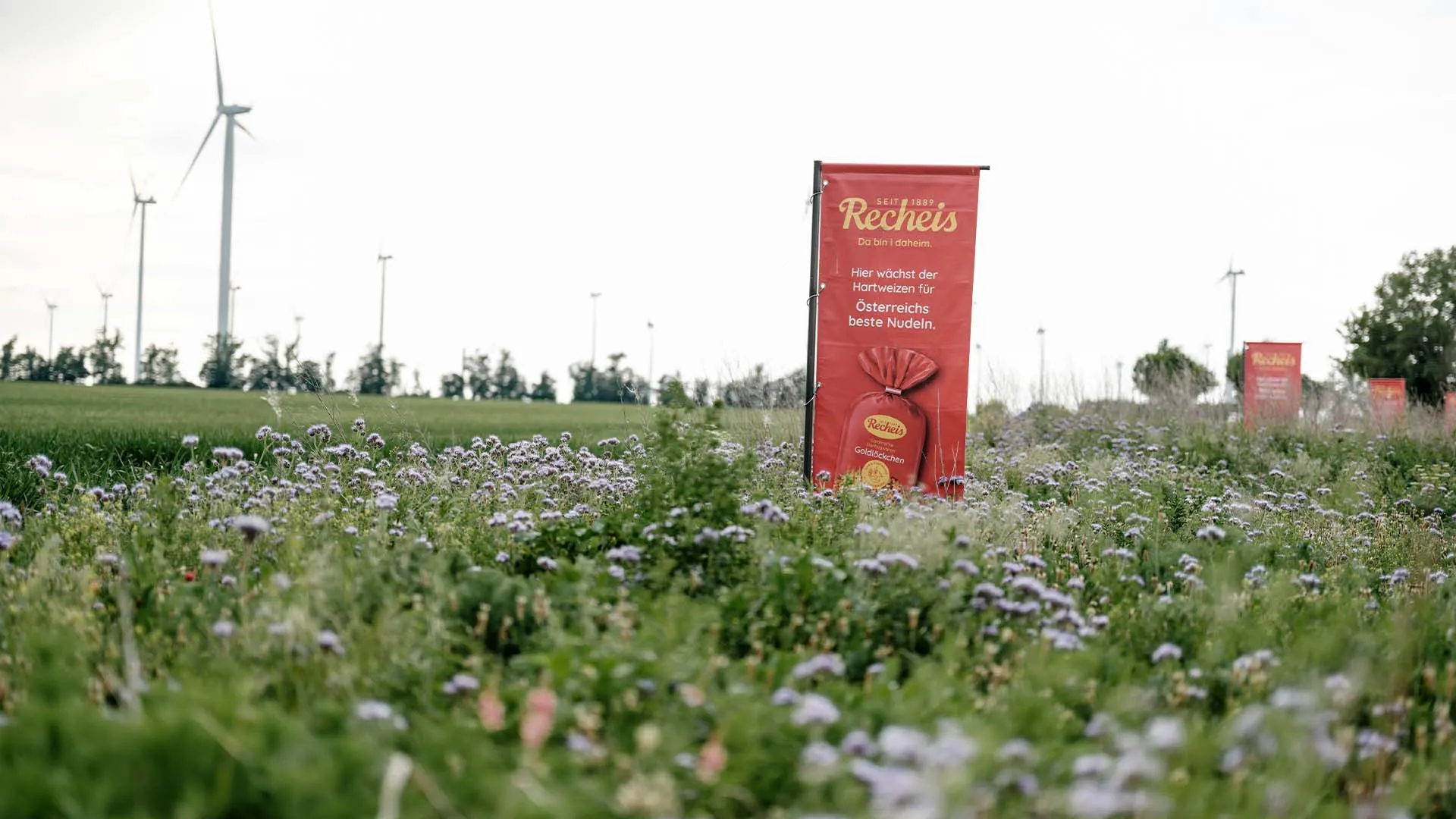 Recheis-Banner „Hier wächst der Hartweizen für Österreichs beste Nudeln“ in einer Blühwiese vor Windrädern