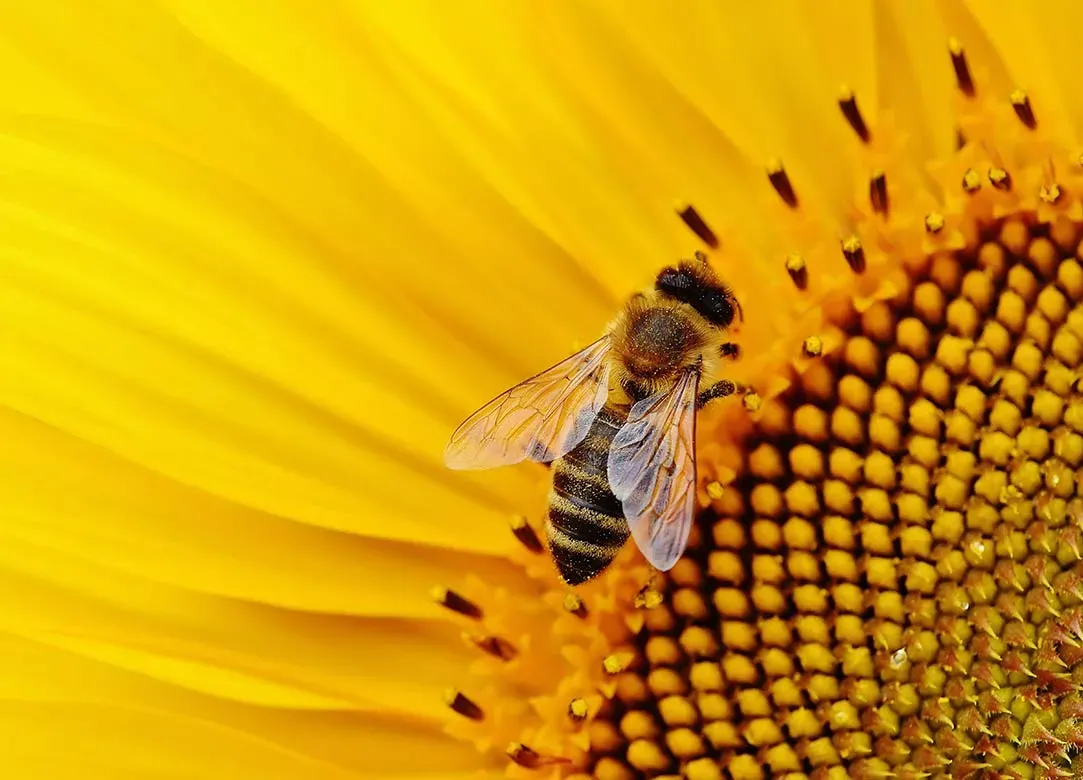 Recheis Bienen Projekt