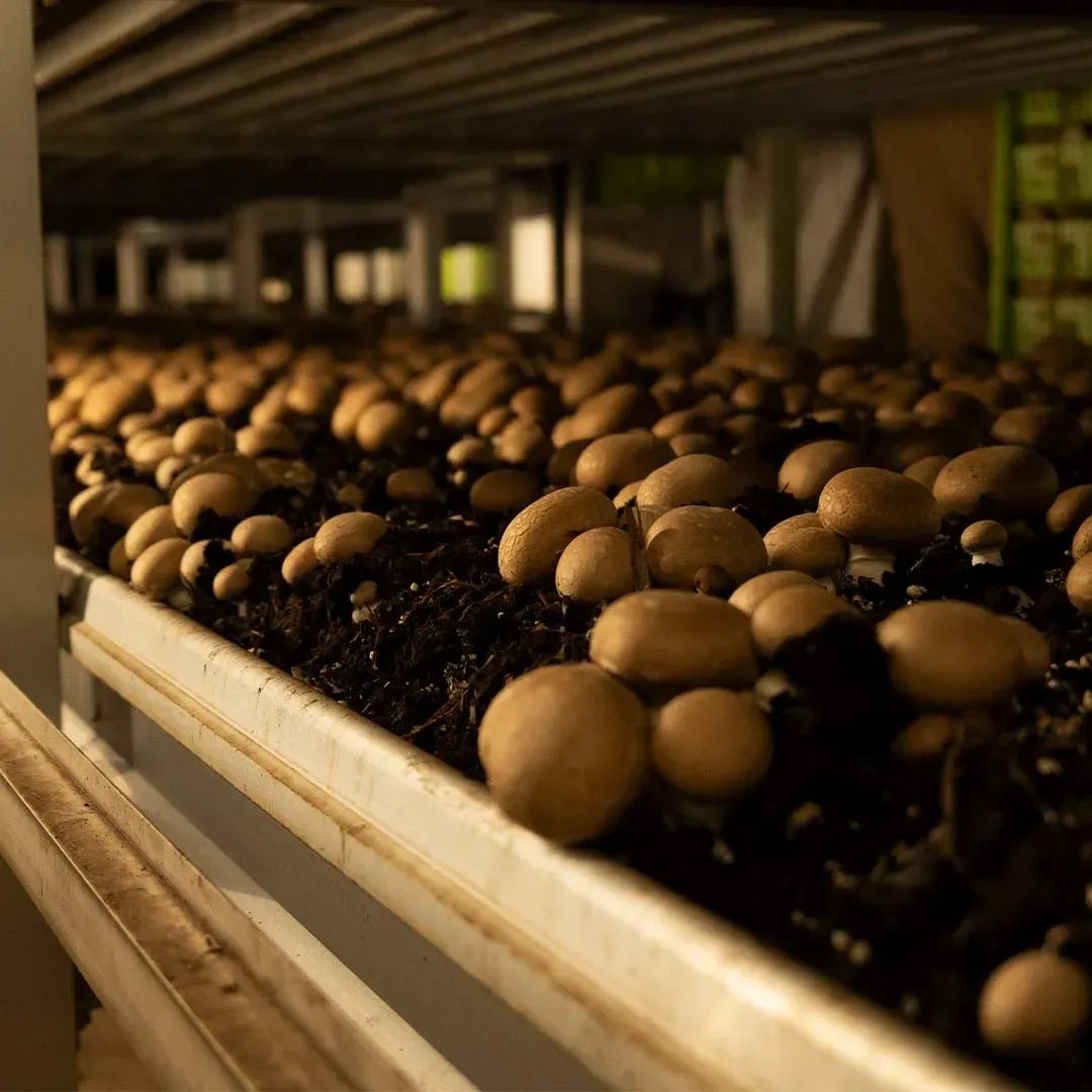 Reihe brauner Champignons in der Pilzzucht von Myzelia unter Regalen, Kooperation mit Recheis