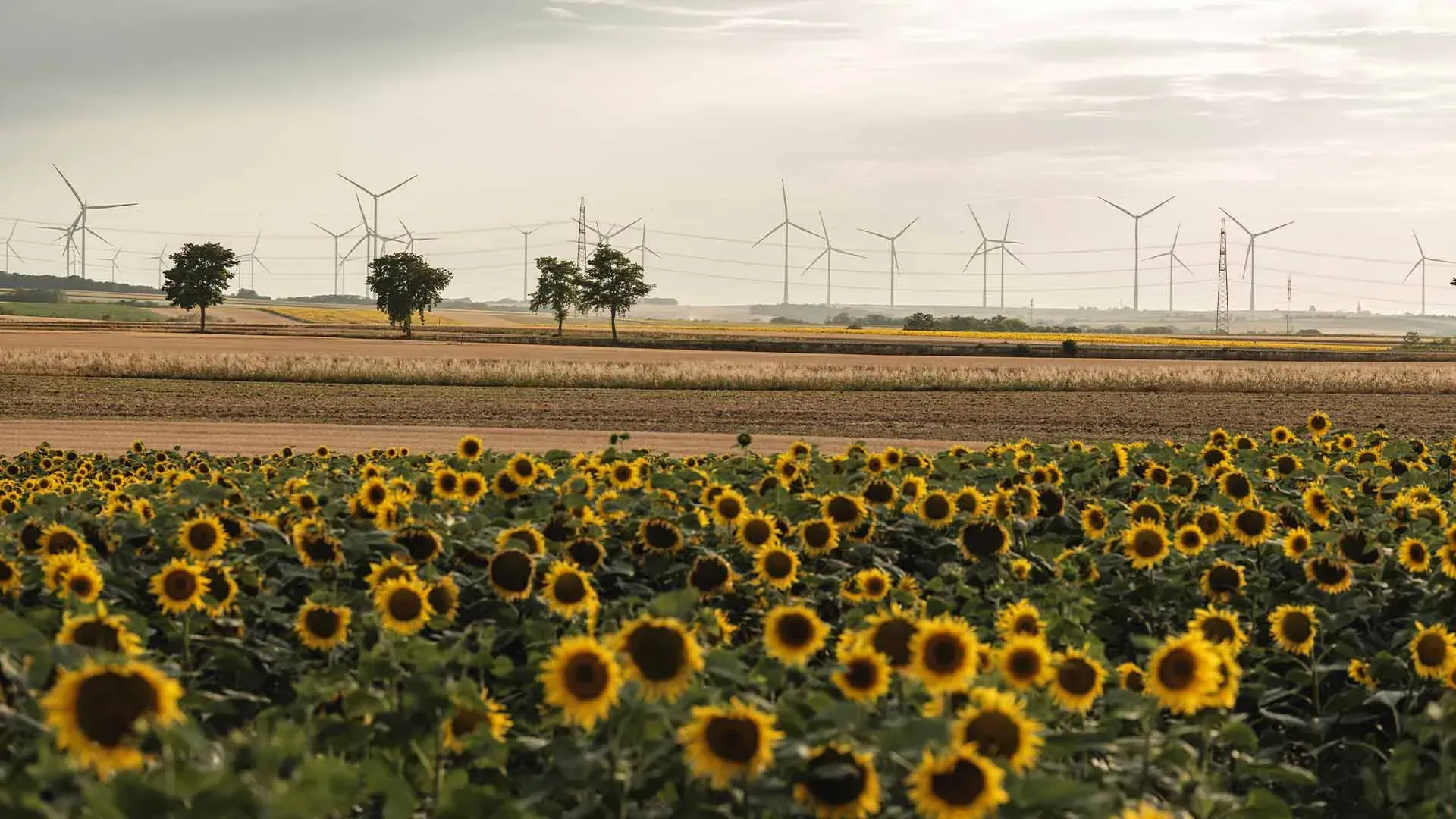 Blühendes Sonnenblumenfeld vor weiter Ackerlandschaft mit Windrädern am Horizont